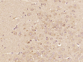 C9orf41 Rabbit Polyclonal Antibody