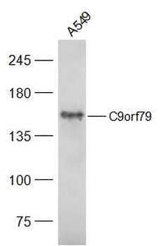 C9orf79 Rabbit Polyclonal Antibody