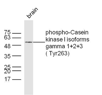 Phospho-CSNK1G 1+2+3 (Tyr263) Rabbit Polyclonal Antibody