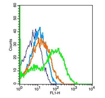 CD1d Rabbit Polyclonal Antibody