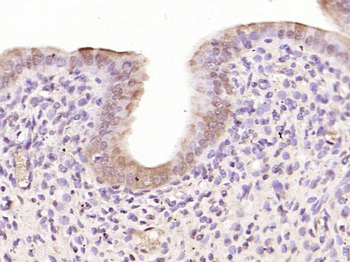 C-fos Rabbit Polyclonal Antibody