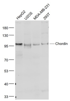 Chordin antibody