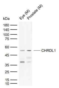 CHRDL1 Rabbit Polyclonal Antibody