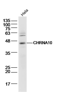 CHRNA10 Rabbit Polyclonal Antibody