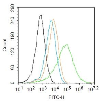CLIC6 Rabbit Polyclonal Antibody