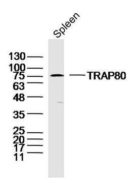 TRAP80 Rabbit Polyclonal Antibody