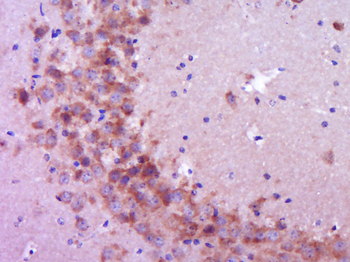 Cryptochrome 1 Rabbit Polyclonal Antibody
