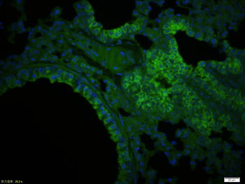 CTRP5 Rabbit Polyclonal Antibody