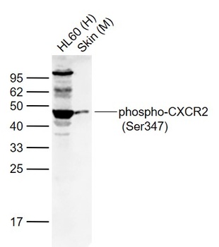 CXCR2 (Phospho-Ser347) antibody