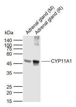 CYP11A1 Rabbit Polyclonal Antibody
