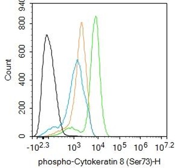 Cytokeratin 8 (Phospho-Ser73) antibody
