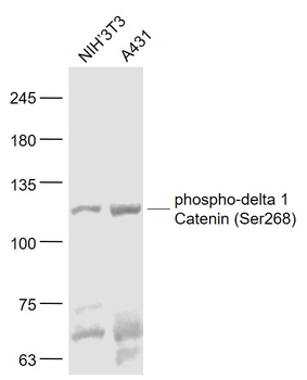 Phospho-delta 1 Catenin (Ser268) Rabbit Polyclonal Antibody