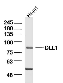 DLL1 Rabbit Polyclonal Antibody