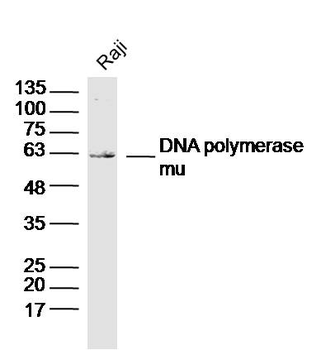 DNA polymerase mu Rabbit Polyclonal Antibody