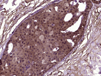 DUSP10 Rabbit Polyclonal Antibody