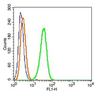 DYNC1I1 Rabbit Polyclonal Antibody