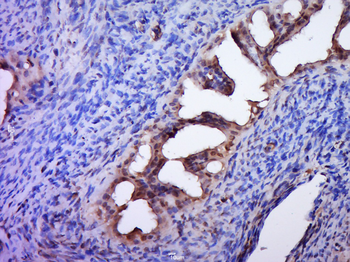 DZIP1 Rabbit Polyclonal Antibody
