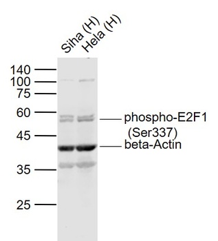 E2F1 (Phospho-Ser337) antibody