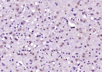 EBP1 Rabbit Polyclonal Antibody
