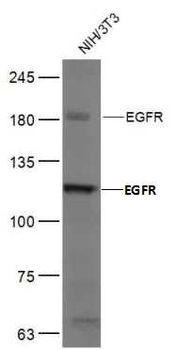 EGFR Rabbit Polyclonal Antibody