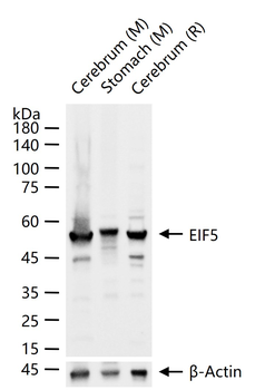EIF5 Rabbit Polyclonal Antibody