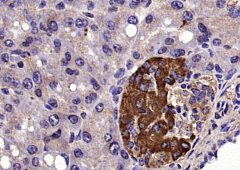 EIF5 Rabbit Polyclonal Antibody