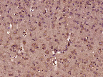 ENPP6 Rabbit Polyclonal Antibody