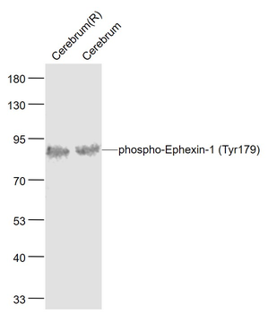 Phospho-Ephexin-1 (Tyr179) Rabbit Polyclonal Antibody