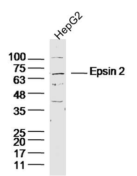 Epsin 2 Rabbit Polyclonal Antibody