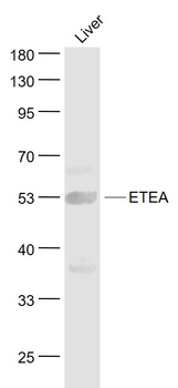 ETEA Rabbit Polyclonal Antibody