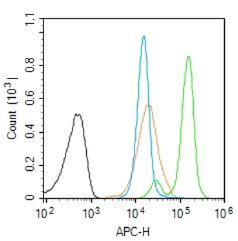Exonuclease 1 Rabbit Polyclonal Antibody