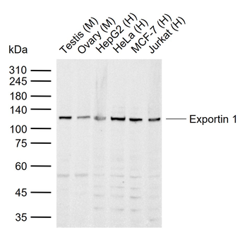 Exportin 1 Rabbit Polyclonal Antibody