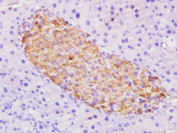 Phospho-Ezrin (Tyr146) Rabbit Polyclonal Antibody
