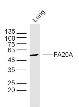 FA20A Rabbit Polyclonal Antibody