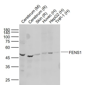FENS1 Rabbit Polyclonal Antibody