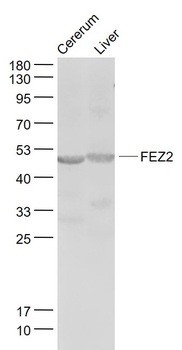 FEZ2 antibody