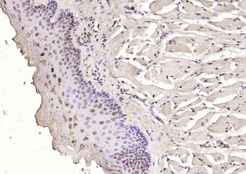 FGGY Rabbit Polyclonal Antibody