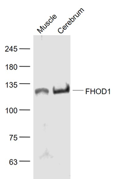 FHOD1 Rabbit Polyclonal Antibody