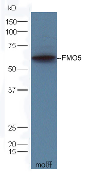 FMO5 Rabbit Polyclonal Antibody