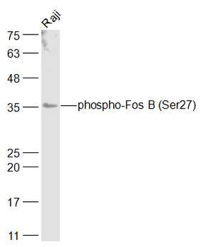 Phospho-Fos B (Ser27) Rabbit Polyclonal Antibody