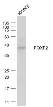 FOXF2 Rabbit Polyclonal Antibody
