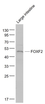 FOXF2 antibody