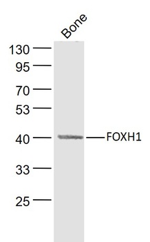 FOXH1 antibody