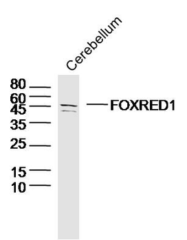 FOXRED1 Rabbit Polyclonal Antibody