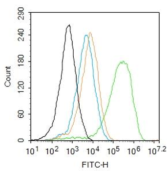 FOXRED2 Rabbit Polyclonal Antibody