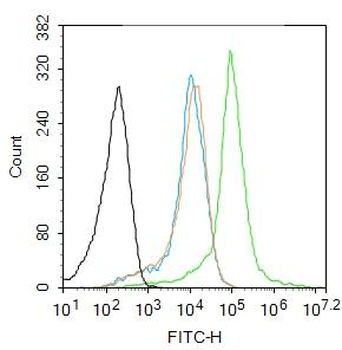FRAT2 Rabbit Polyclonal Antibody