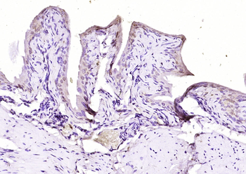 FRG1 Rabbit Polyclonal Antibody