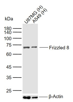 Frizzled 8 Rabbit Polyclonal Antibody