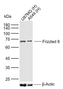 Frizzled 8 antibody