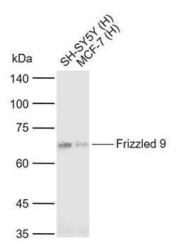 Frizzled 9 Rabbit Polyclonal Antibody